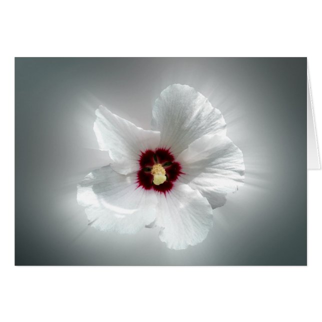 glowing white petals (Front Horizontal)