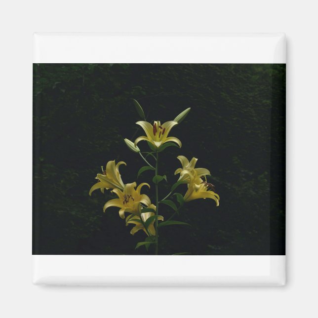 Glowing Yellow Daylilys, Tom Wurl Magnet (Front)