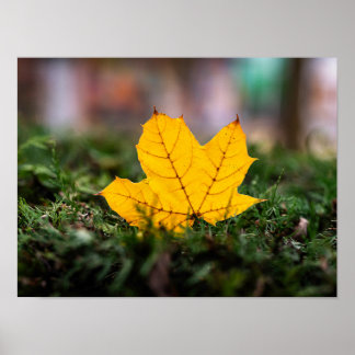 Glowing Yellow Maple Leaf on Evergreen Branches Poster