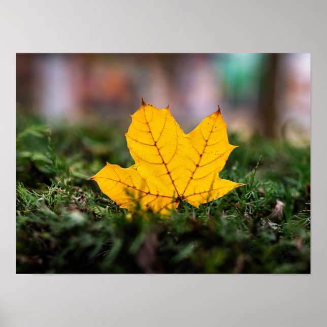 Glowing Yellow Maple Leaf on Evergreen Branches Poster (Front)