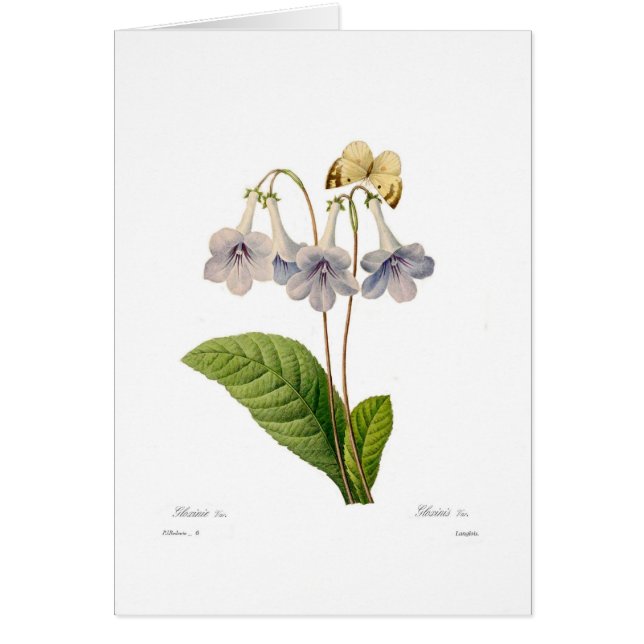 Gloxinia (Front)