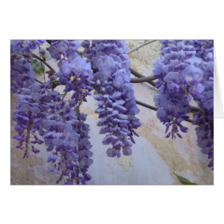 Glycines en Provence