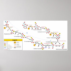 Glycolysis Metabolic Pathway Overview Diagram Poster