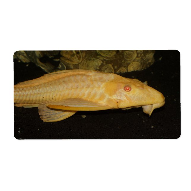 Glyptoperichthys gibbiceps (Front)