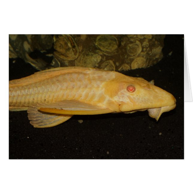 Glyptoperichthys gibbiceps (Devant horizontal)