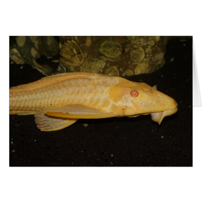 Glyptoperichthys gibbiceps (Devant Horizontal)