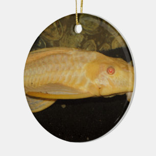 Glyptoperichthys gibbiceps ceramic ornament