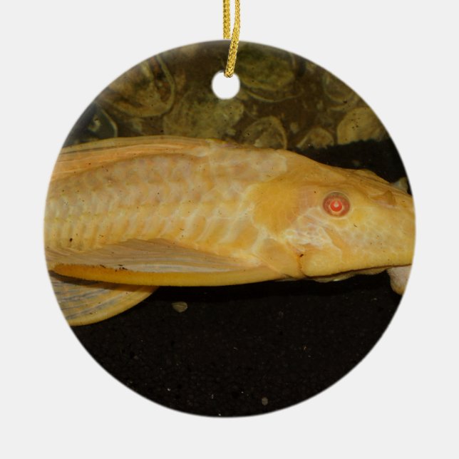 Glyptoperichthys gibbiceps ceramic ornament (Front)