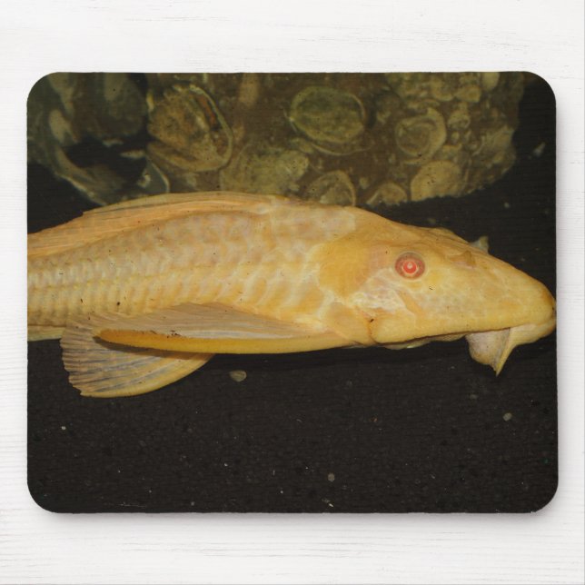 Glyptoperichthys gibbiceps mouse pad (Front)