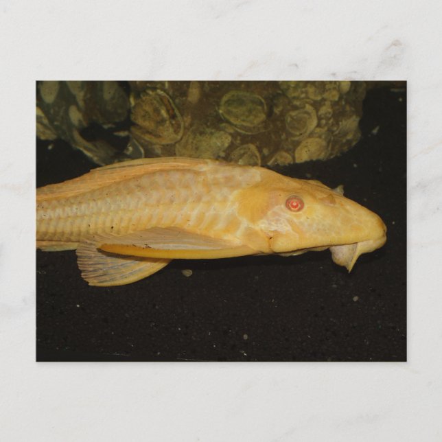 Glyptoperichthys gibbiceps postcard (Front)
