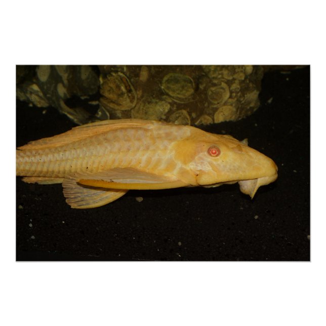 Glyptoperichthys gibbiceps poster (Front)