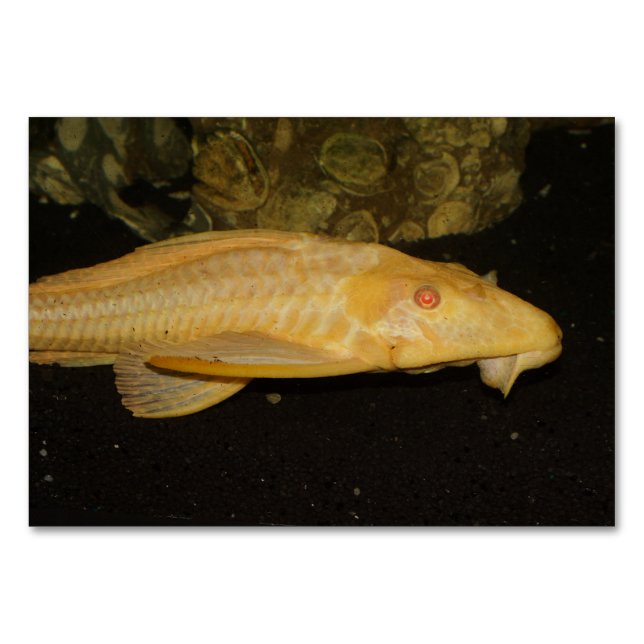 Glyptoperichthys gibbiceps table number (Front)