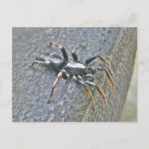 Gnaphosid Spider Postcard