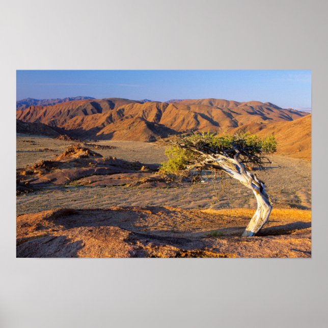 Gnarled Tree And Desert Lands, Richtersveld Poster (Front)