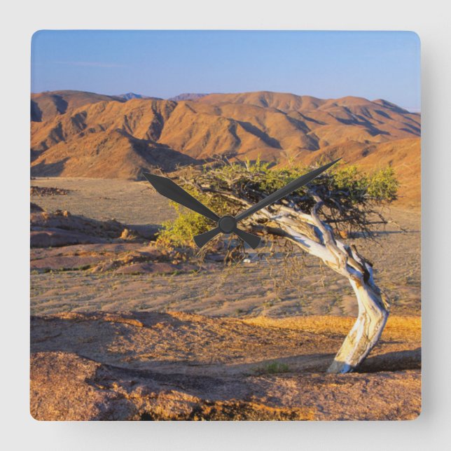Gnarled Tree And Desert Lands, Richtersveld Square Wall Clock (Front)