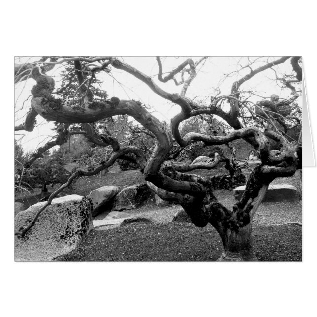 Gnarly Maple 5x7 Card (Front Horizontal)