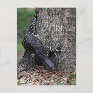 GOANNA EUNGELLA NATIONAL PARL QUEENSLAND AUSTRALIA POSTCARD