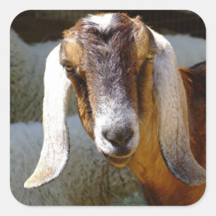 goat 2 sticker