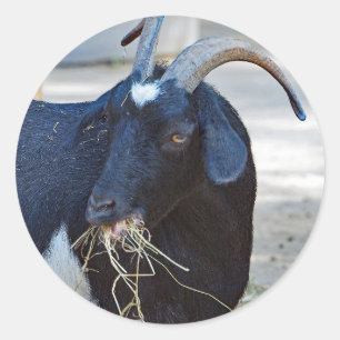 Goat 532 Sticker