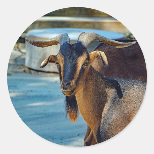 Goat Black Brown Animal Photo Classic Round Sticker (Front)