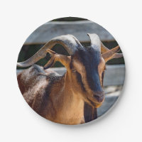 Goat Black Brown Horns Animal Photo