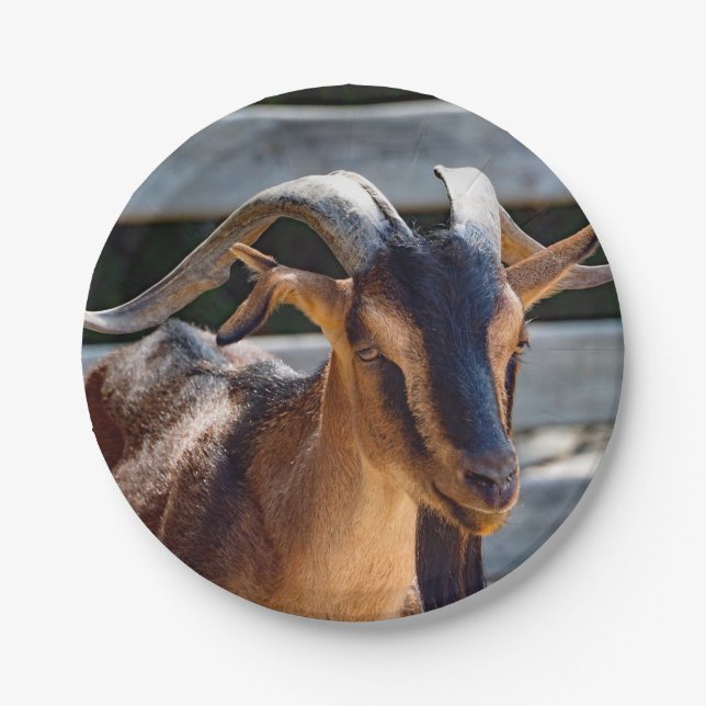Goat Black Brown Horns Animal Photo Paper Plate (Front)