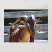 Goat Black Brown Horns Animal Photo