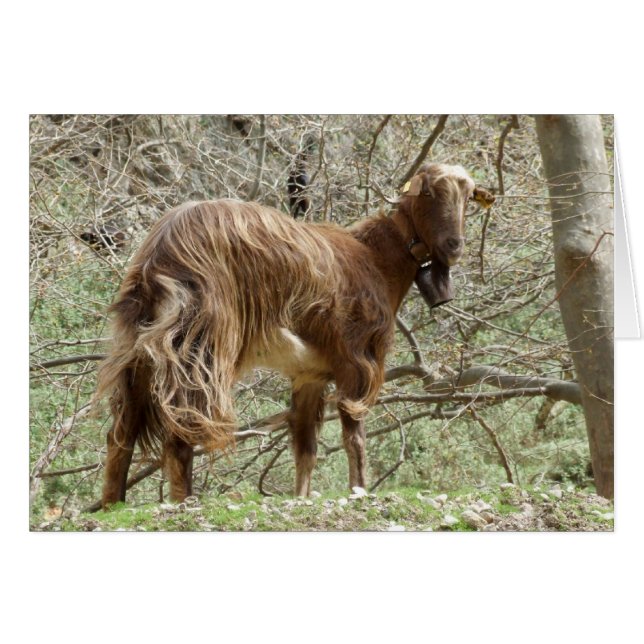 Goat Card (Front Horizontal)