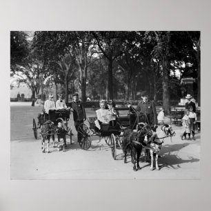 Goat Carriage Ride, early 1900s Poster