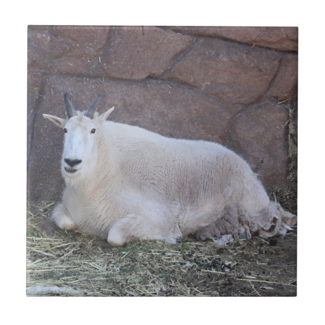 Goat Ceramic Tile (Front)