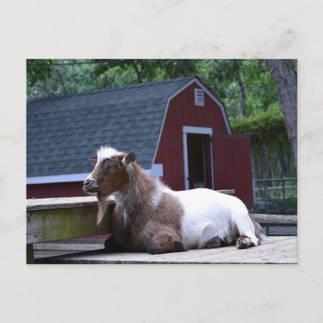 Goat Chilling Postcard (Front)