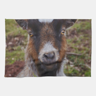 Goat close up. kitchen towel