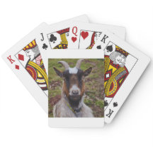 Goat close up.