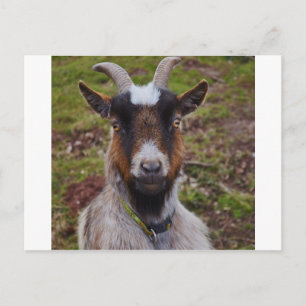 Goat close up. postcard
