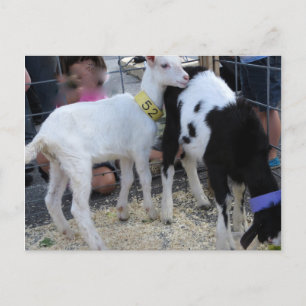 Goat Duo Postcard