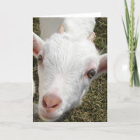 Goat Face