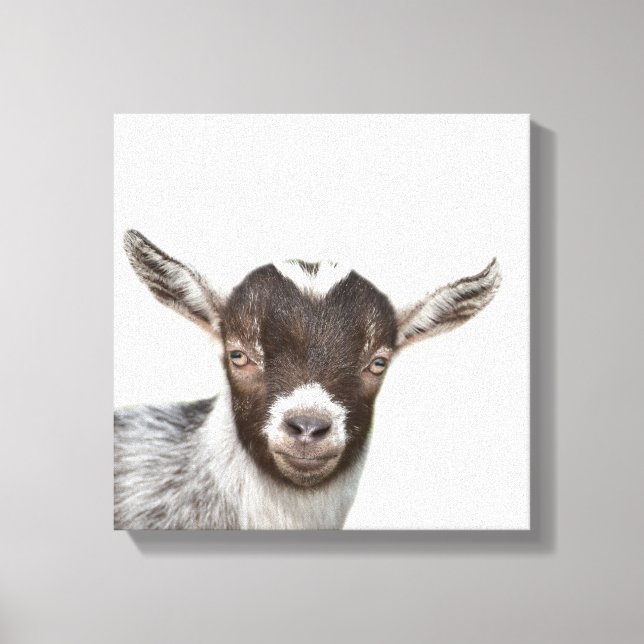 Goat farm animal peekaboo photo canvas print (Front)