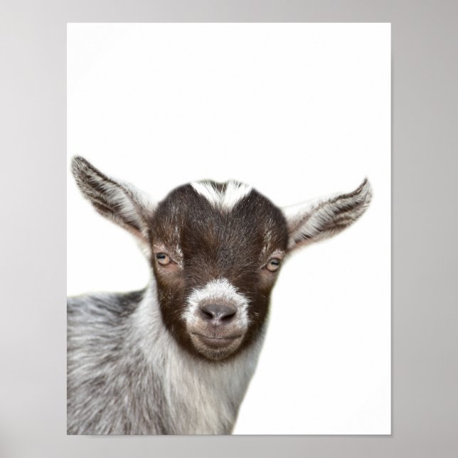 Goat farm animal photo peekaboo kids room poster (Front)
