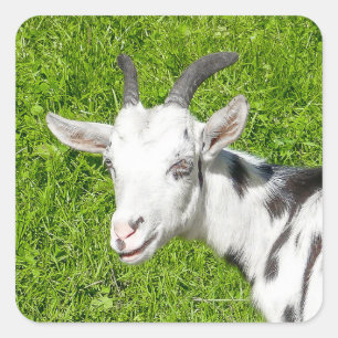 Goat Farm Animal Photo Square Sticker