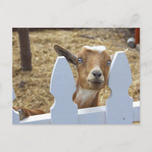 Goat Greetings Postcard