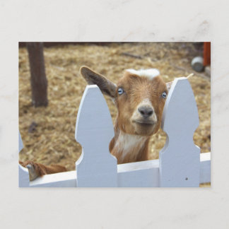 Goat Greetings Postcard