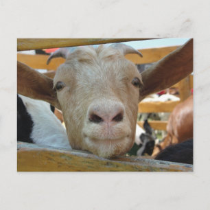 Goat Hello Postcard