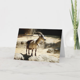 Goat Holiday Card