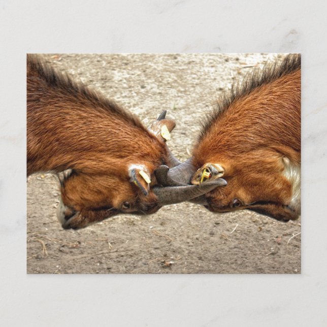 Goat horn ram custom personalize Anniversaries Flyer (Front)