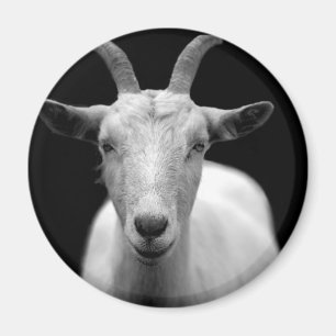 Goat horn ram custom personalize Anniversaries Magnet