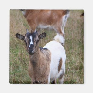 Goat in a field magnet