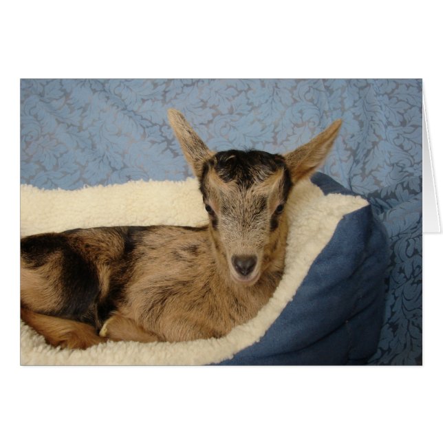 Goat in bed (Front Horizontal)