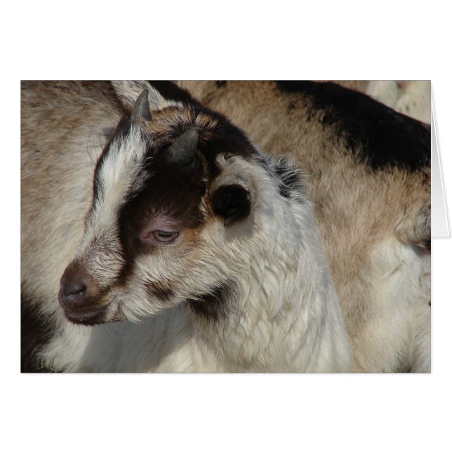 Goat Kid (Front Horizontal)
