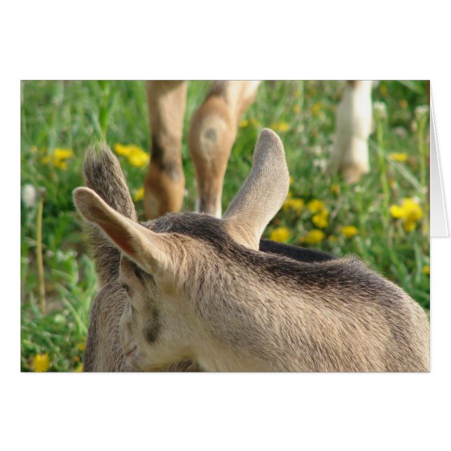 Goat Kid (Front Horizontal)