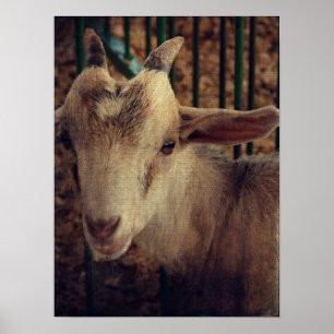 Goat Kid at the County Fair Poster